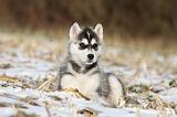 SIBERIAN HUSKY 266